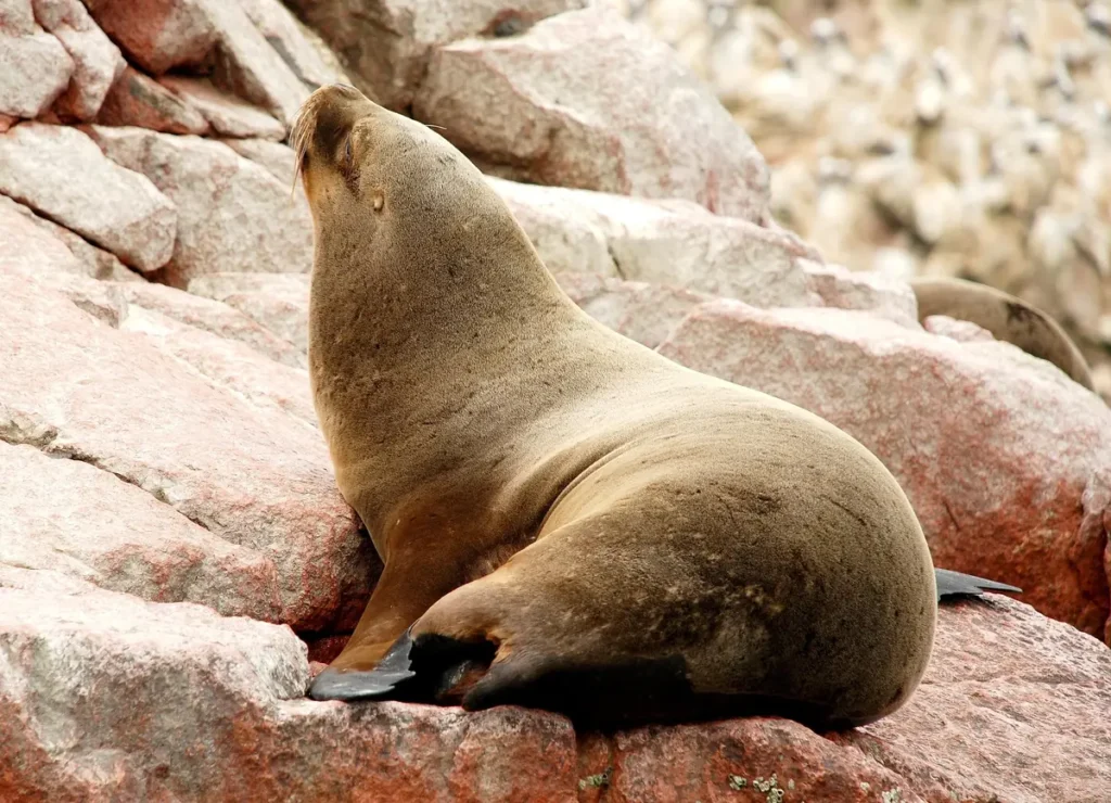 Paracas